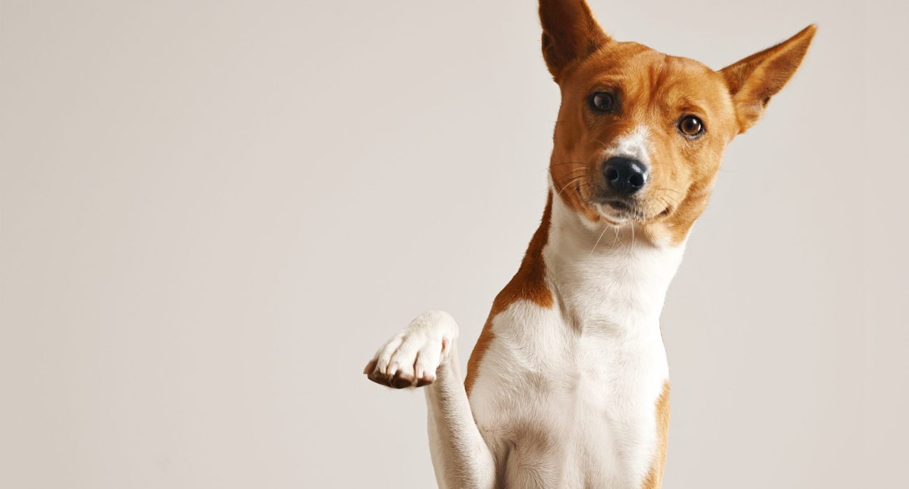 Friendly smart basenji dog giving his paw close up isolated on white