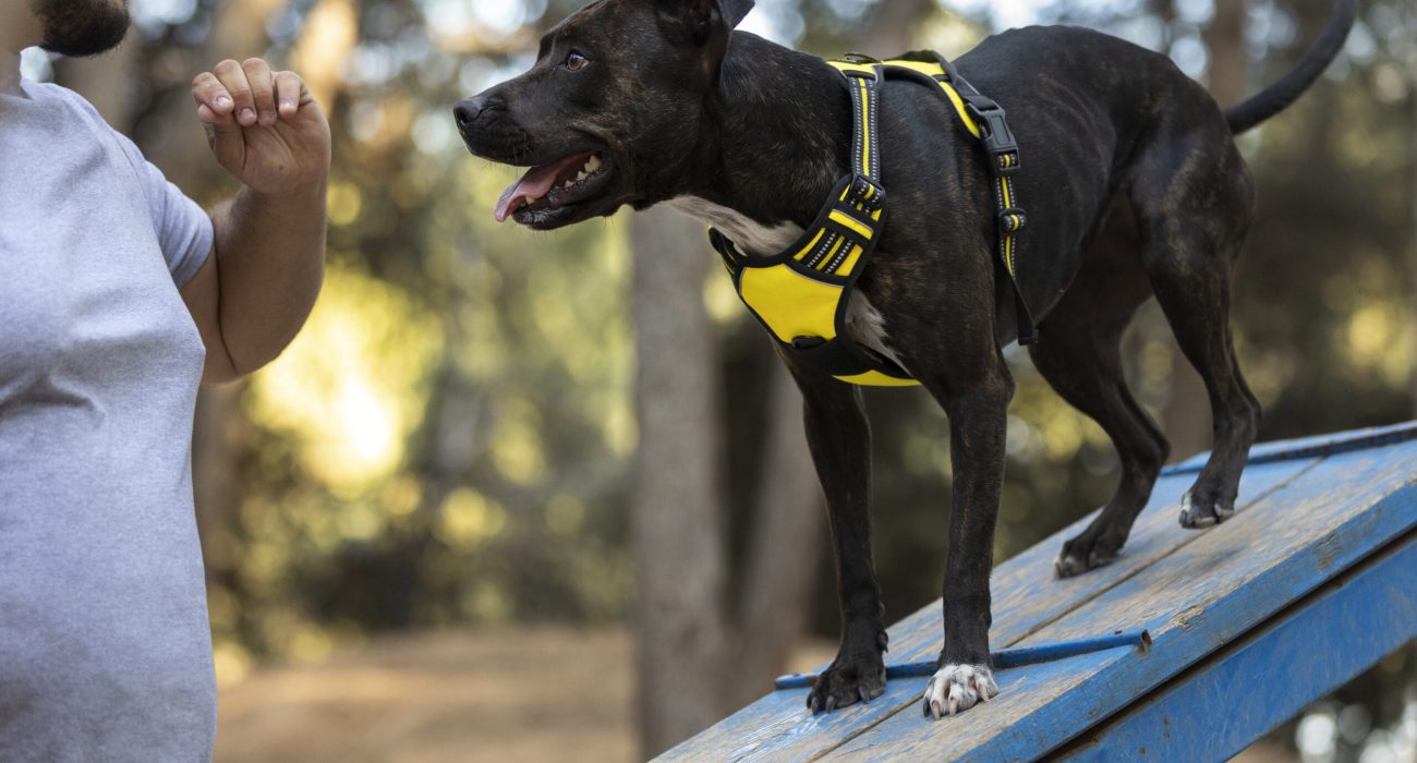 male-dog-trainer-outdoors-with-dog-session