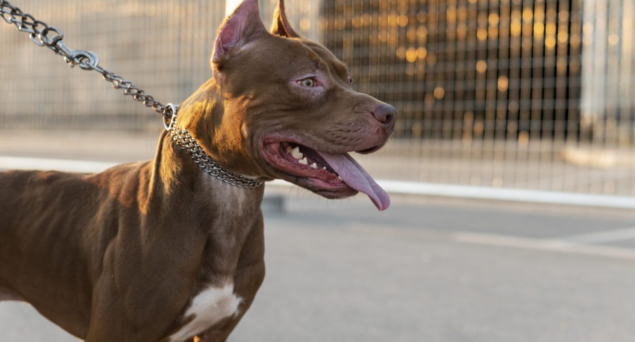 portrait-adorable-pitbull-dog